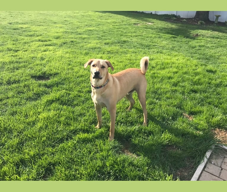 Marshall, a Labrador Retriever and German Shepherd Dog mix tested with EmbarkVet.com