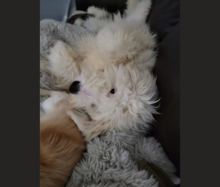 Maximus, an Old English Sheepdog tested with EmbarkVet.com