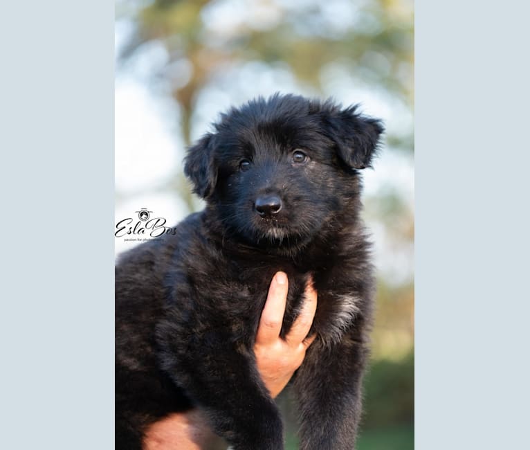 Hunter, a German Shepherd Dog and Irish Wolfhound mix tested with EmbarkVet.com