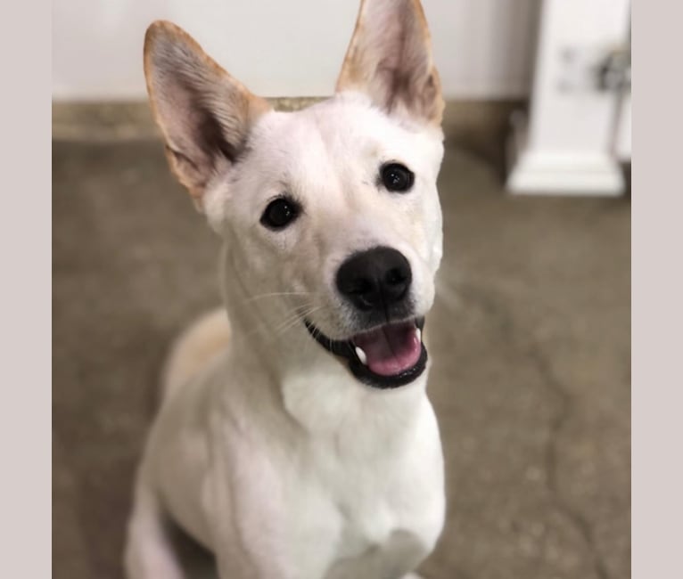 Photo of Charlie, a Japanese or Korean Village Dog and Jindo mix in South Korea