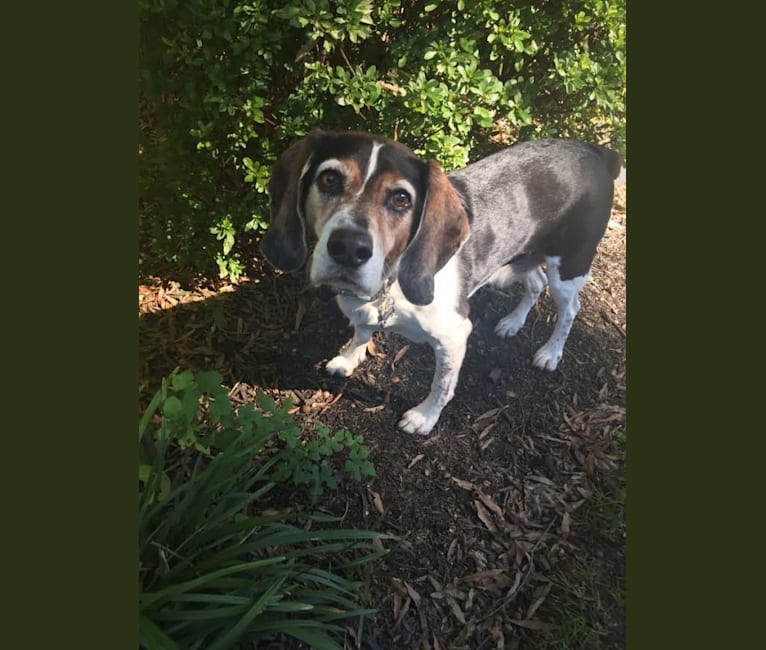 Coonhound and beagle mix cheap