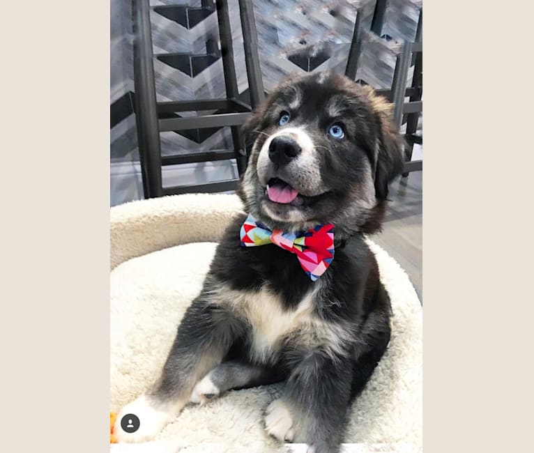 Tyson, a Golden Retriever and Siberian Husky mix tested with EmbarkVet.com