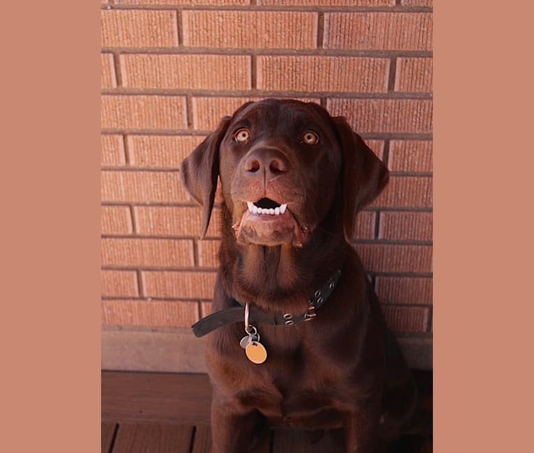 Zuko, a Labrador Retriever tested with EmbarkVet.com