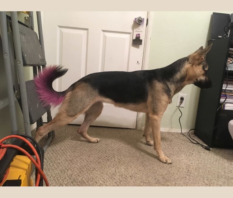 German shepherd and american bulldog mix shop