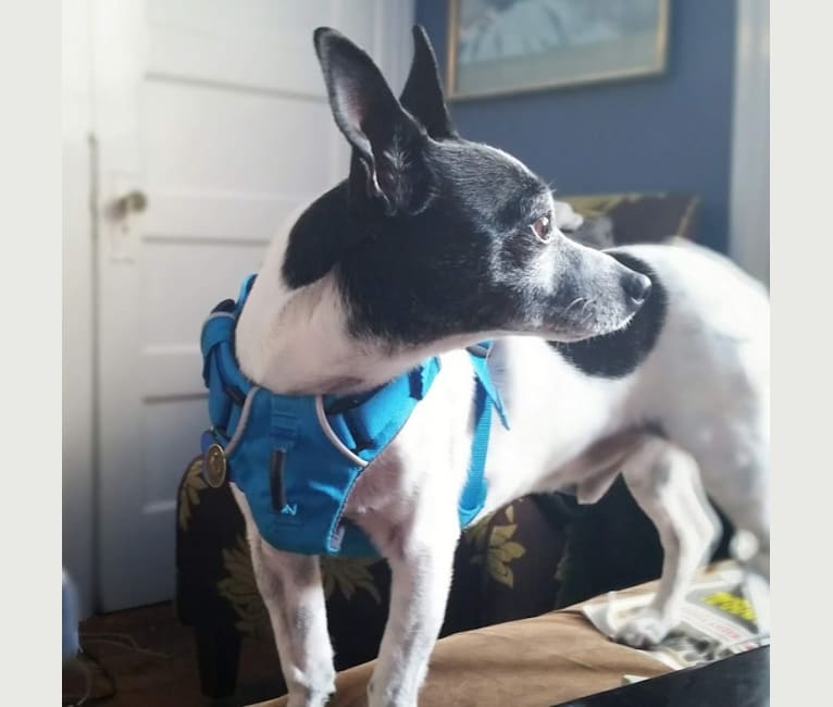 Topper, a Chihuahua tested with EmbarkVet.com