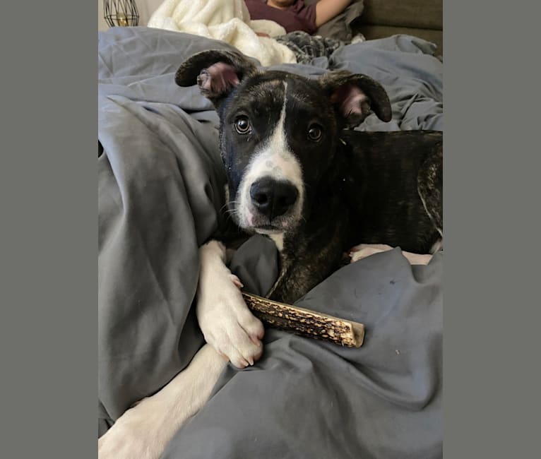 Copper, an American Pit Bull Terrier and German Shepherd Dog mix tested with EmbarkVet.com