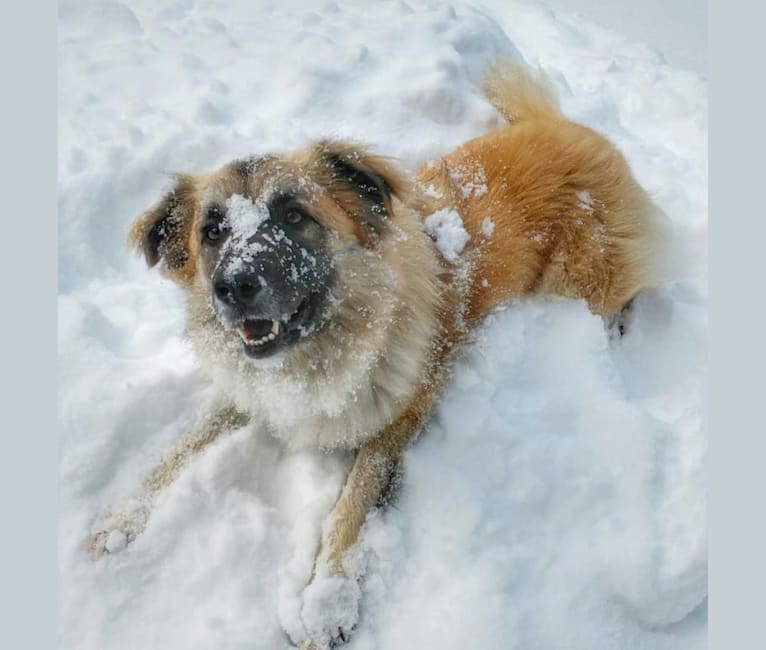 Takoda, a Great Pyrenees and Border Collie mix tested with EmbarkVet.com
