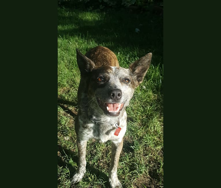 Banshee Boo, an Australian Cattle Dog and American Pit Bull Terrier mix tested with EmbarkVet.com