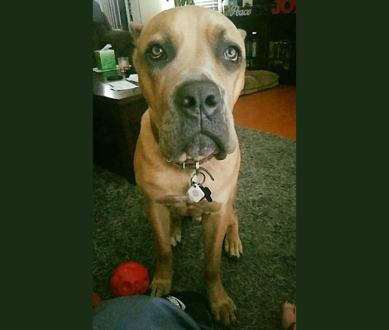 Dredd, a Cane Corso tested with EmbarkVet.com