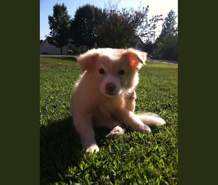 Angel, a Border Collie and Siberian Husky mix tested with EmbarkVet.com