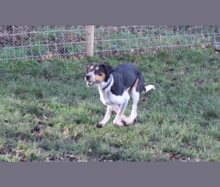 Reggie, an English Foxhound tested with EmbarkVet.com