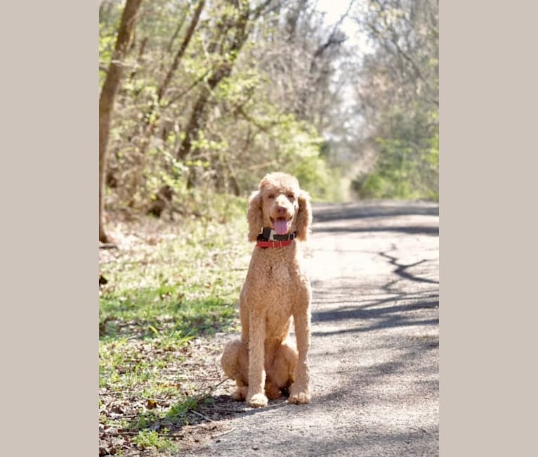 Photo of Ruby Rae, a Poodle (Standard)  in Donora, PA, USA