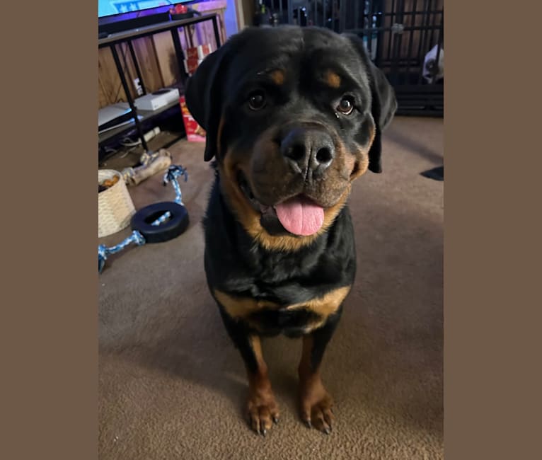 Chompy, a Rottweiler tested with EmbarkVet.com