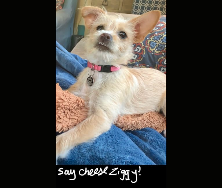 Ziggy, a Chihuahua and Poodle (Small) mix tested with EmbarkVet.com