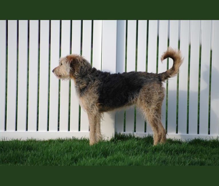 Sunny, an Airedale Terrier and Bluetick Coonhound mix tested with EmbarkVet.com