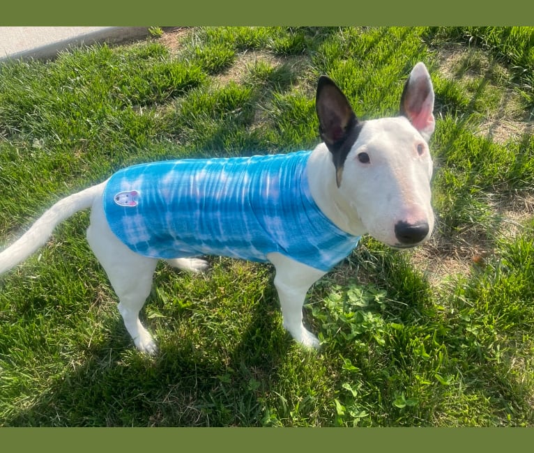 French Fry, a Bull Terrier tested with EmbarkVet.com