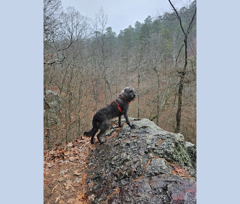 Wrigley, an Old English Sheepdog and American Pit Bull Terrier mix tested with EmbarkVet.com