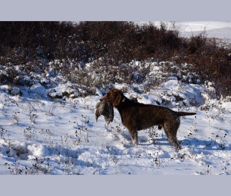 Cedarwood Canadian Quill, a Pudelpointer tested with EmbarkVet.com