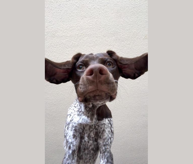 Marcela, a German Shorthaired Pointer tested with EmbarkVet.com