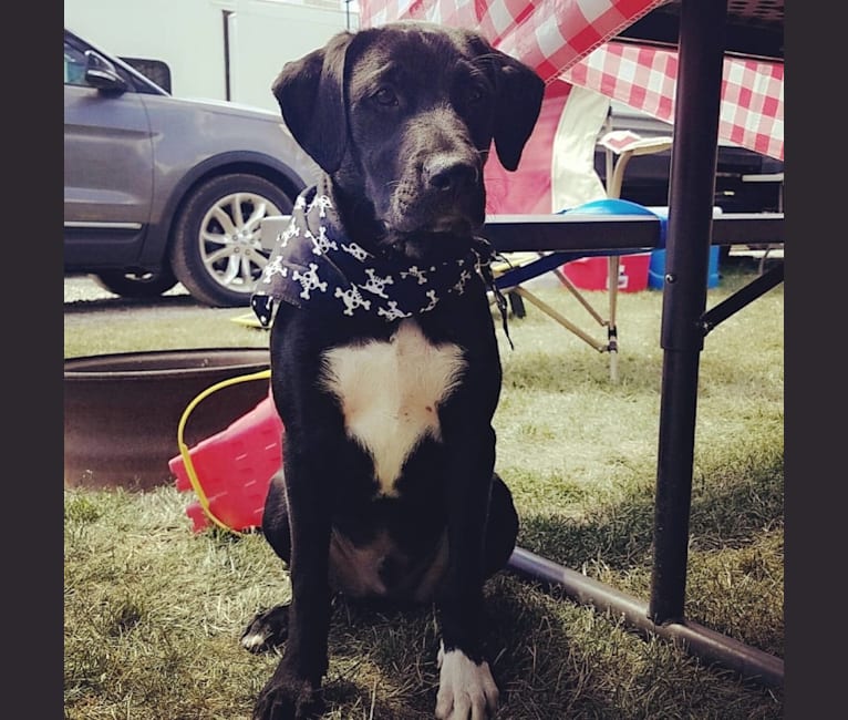 Photo of Rev, a Labrador Retriever and American Pit Bull Terrier mix in Clive, Iowa, USA