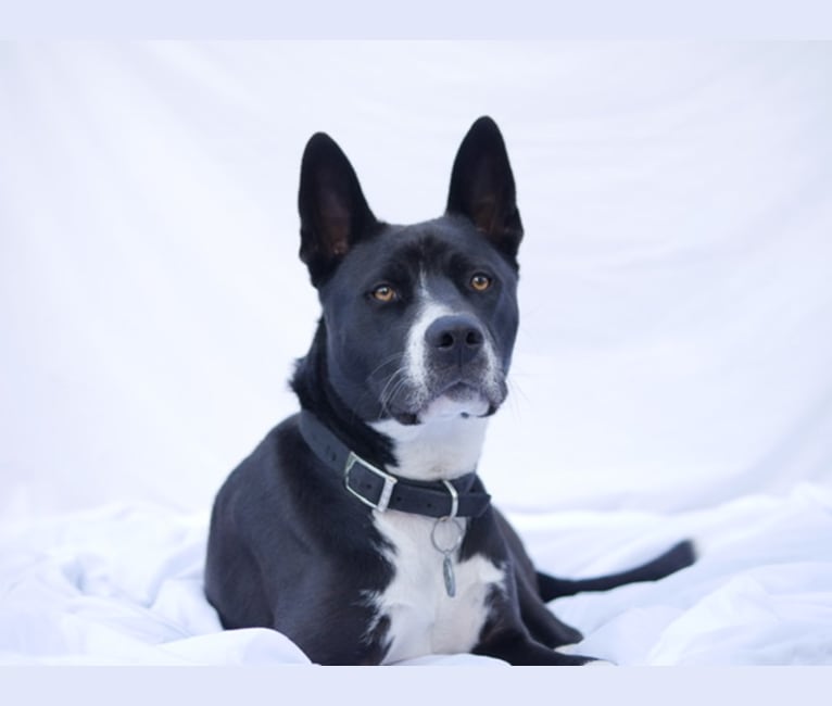 Rebel, an American Pit Bull Terrier and Akita Inu mix tested with EmbarkVet.com