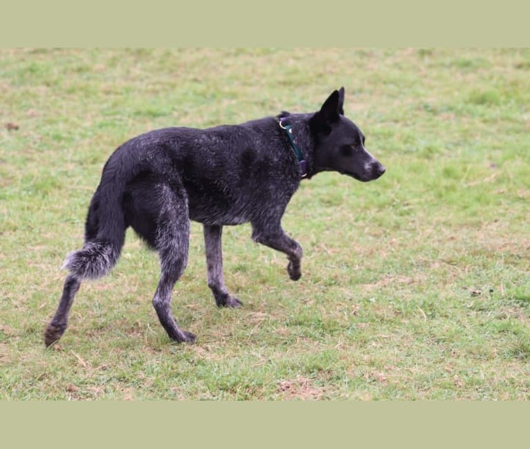 Juniper, an Australian Cattle Dog tested with EmbarkVet.com