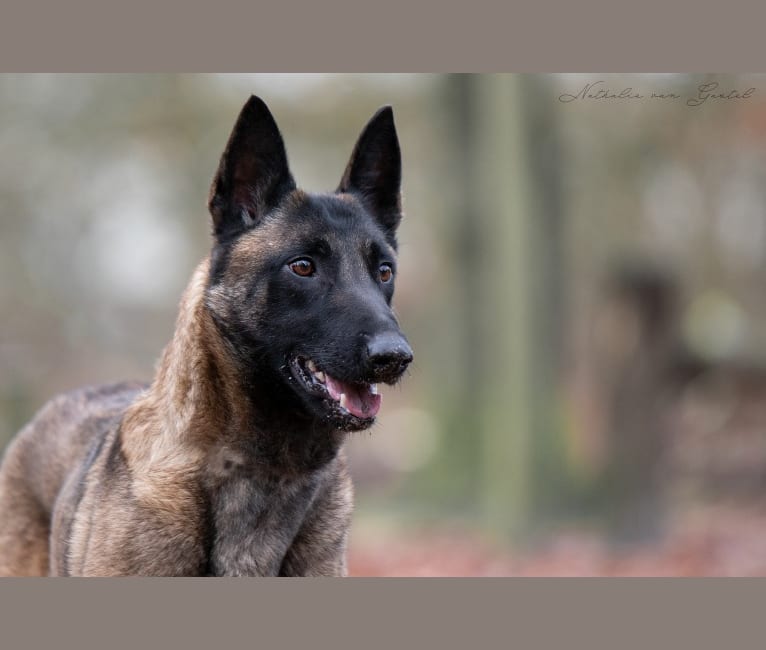 Sally, a Belgian Shepherd tested with EmbarkVet.com