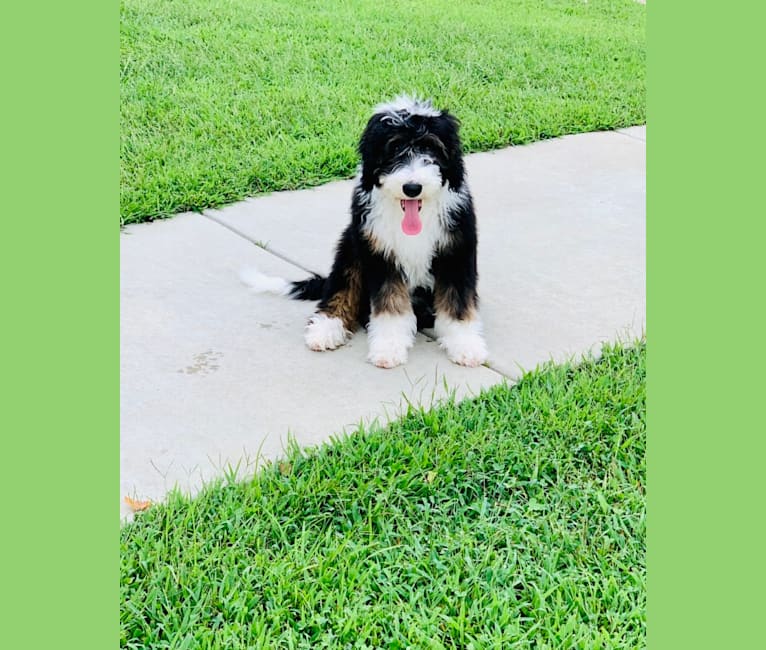 Remmy, a Sheepadoodle tested with EmbarkVet.com