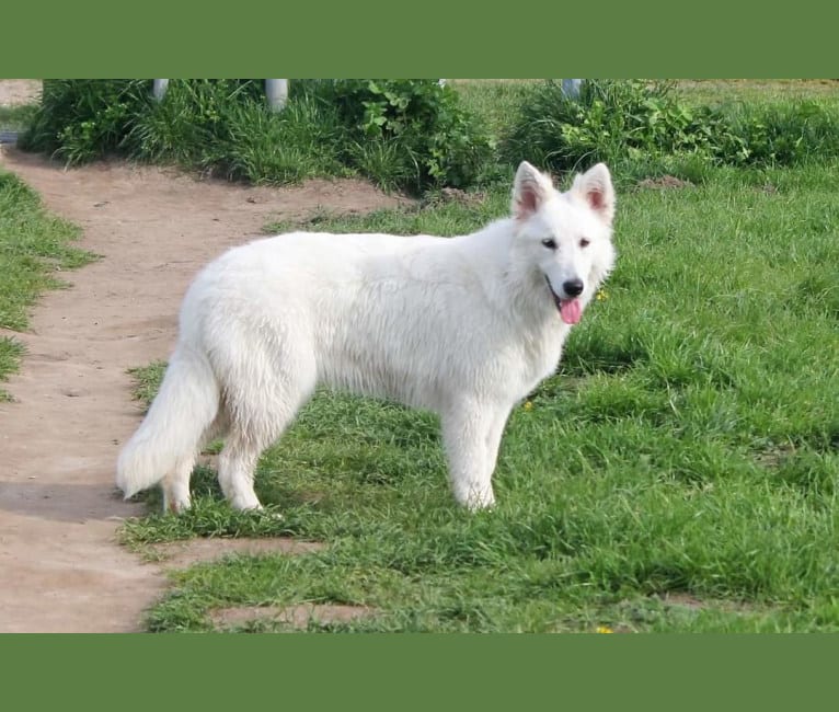 Gaia, a White Shepherd tested with EmbarkVet.com