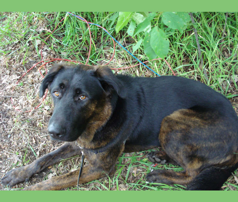 Henry, a Tibetan Mastiff and German Shepherd Dog mix tested with EmbarkVet.com