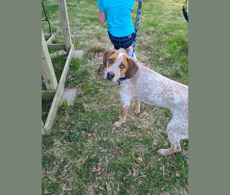 Tuco, a Bluetick Coonhound and American Pit Bull Terrier mix tested with EmbarkVet.com