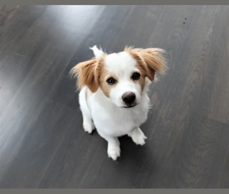 Louie, a Pomeranian and Rat Terrier mix tested with EmbarkVet.com
