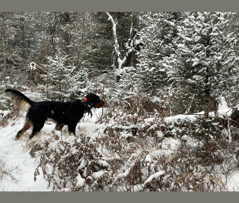 Bogie, a Gordon Setter tested with EmbarkVet.com