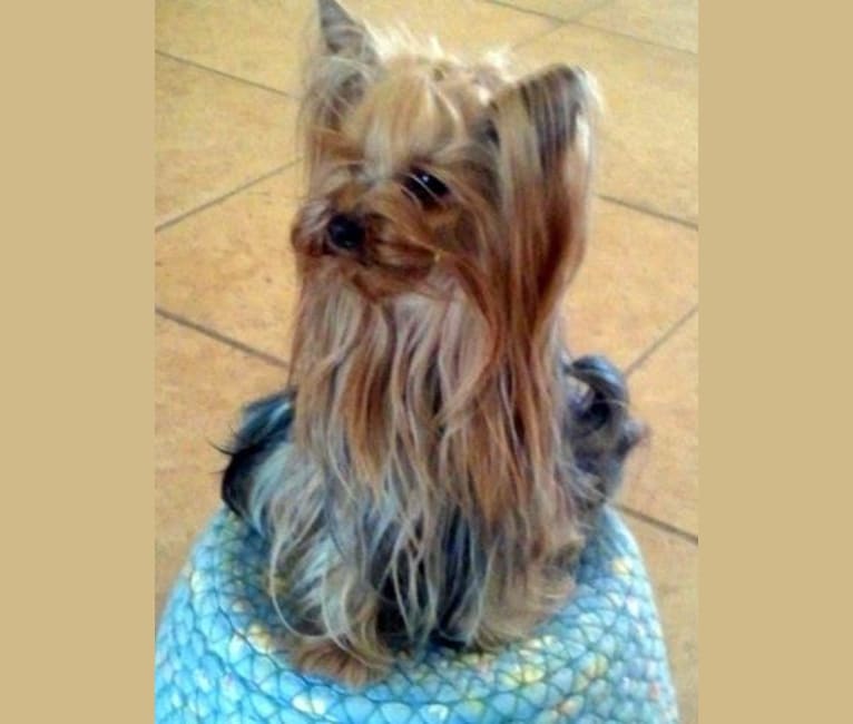 Dealer, a Yorkshire Terrier tested with EmbarkVet.com