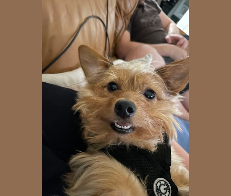 Winnie, a Yorkshire Terrier and Chihuahua mix tested with EmbarkVet.com