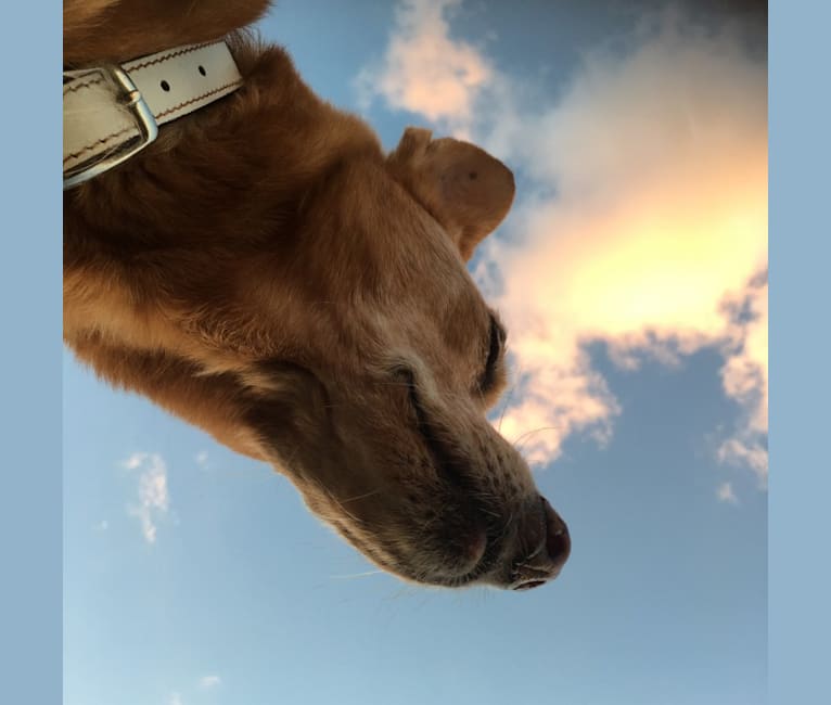 Aidan, a Chihuahua and German Shepherd Dog mix tested with EmbarkVet.com