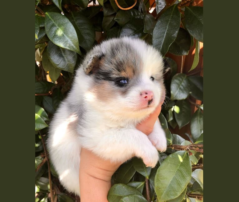 embark dog dna test breed