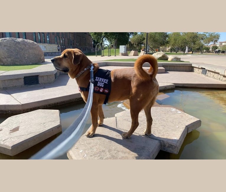 Dozer, a Chow Chow and Rottweiler mix tested with EmbarkVet.com