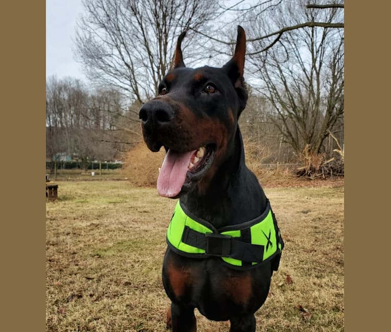 von schwarz european doberman kennel
