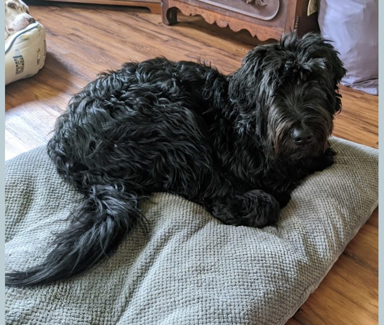 Embark Dog DNA Test Breed