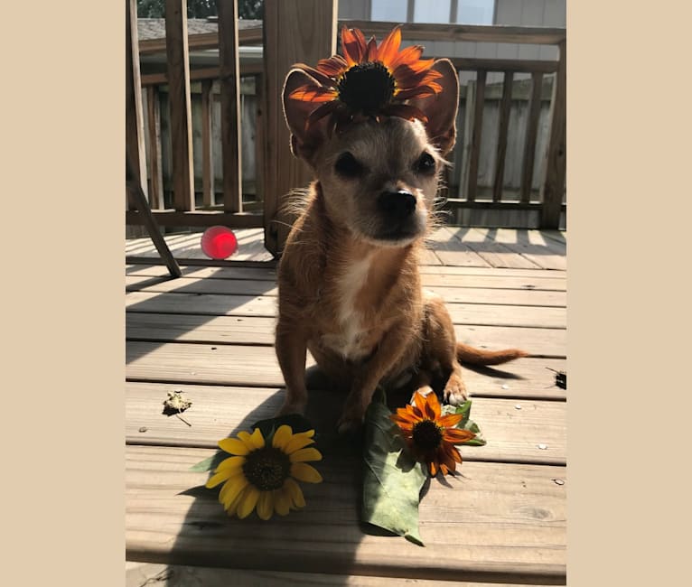 Oscar, a Yorkshire Terrier and Chihuahua mix tested with EmbarkVet.com