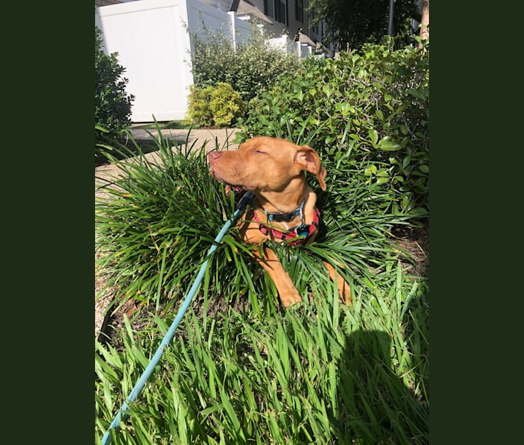 Rusty, an American Foxhound and American Pit Bull Terrier mix tested with EmbarkVet.com