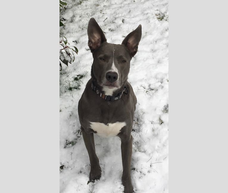 Kona, an American Bully and Australian Shepherd mix tested with EmbarkVet.com