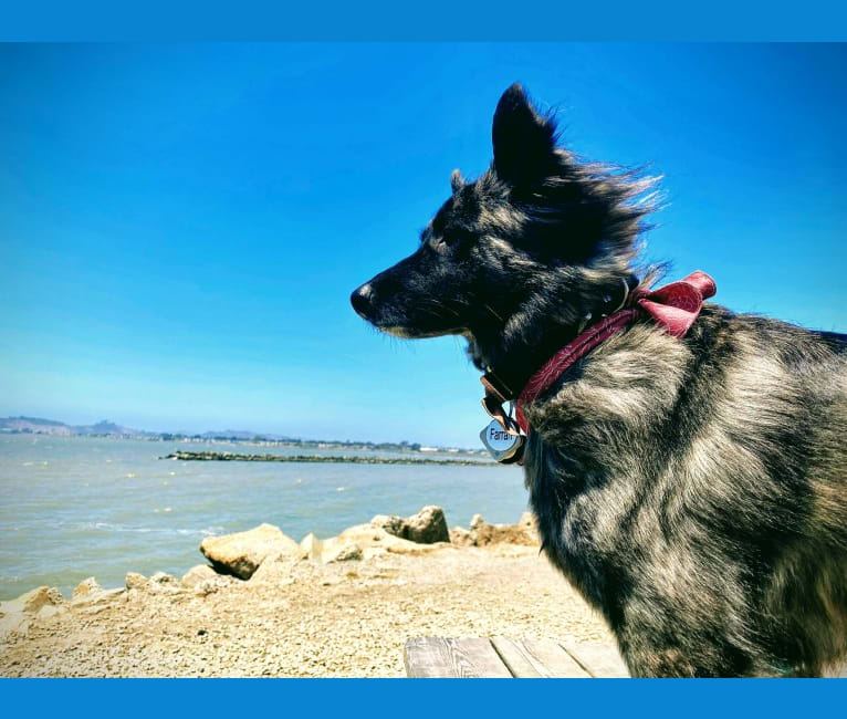 Farrah, a Formosan Mountain Dog tested with EmbarkVet.com