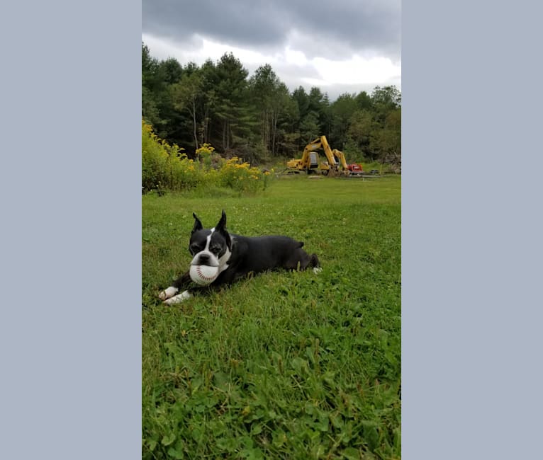 Princess Leia, a Boston Terrier tested with EmbarkVet.com