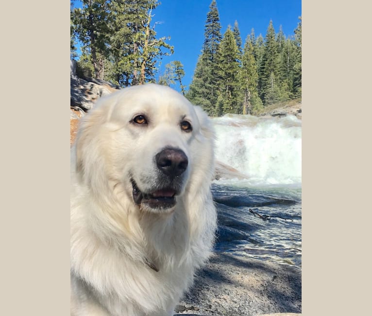 Photo of keiki, a Great Pyrenees and Mixed mix in Georgetown, CA, USA