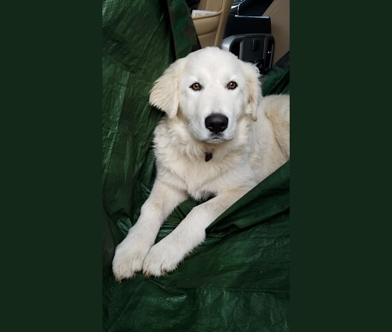 Aragorn, a Maremma Sheepdog tested with EmbarkVet.com