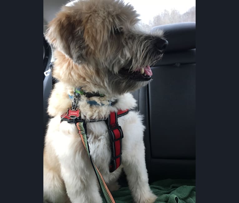Desmond, a Soft Coated Wheaten Terrier tested with EmbarkVet.com