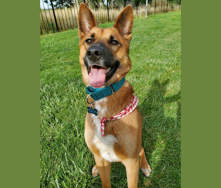 Rae, a Siberian Husky and Belgian Malinois mix tested with EmbarkVet.com