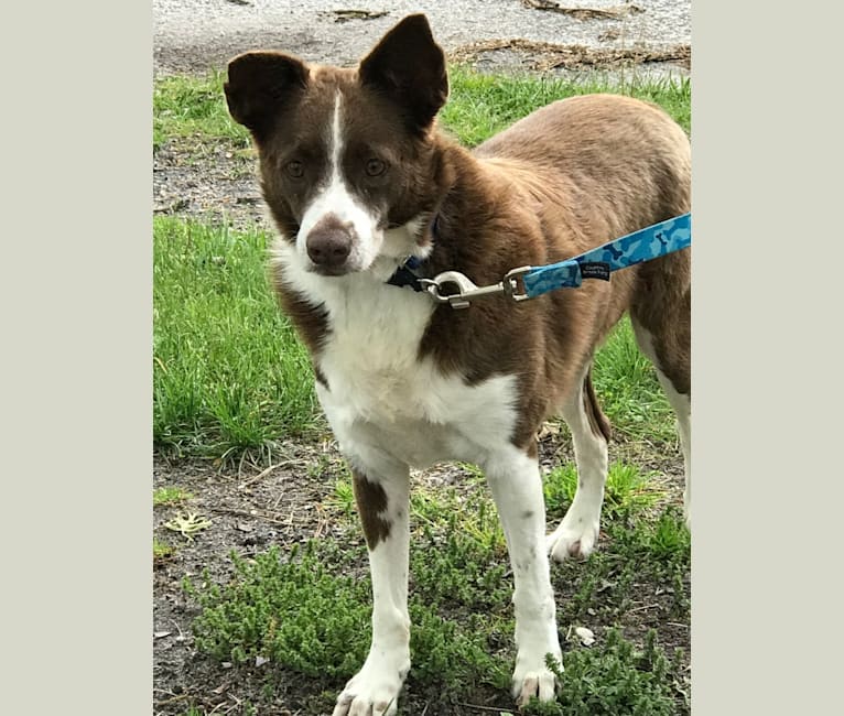 chow chow dalmatian mix
